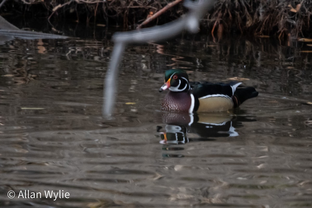 Wood Duck - ML645365303