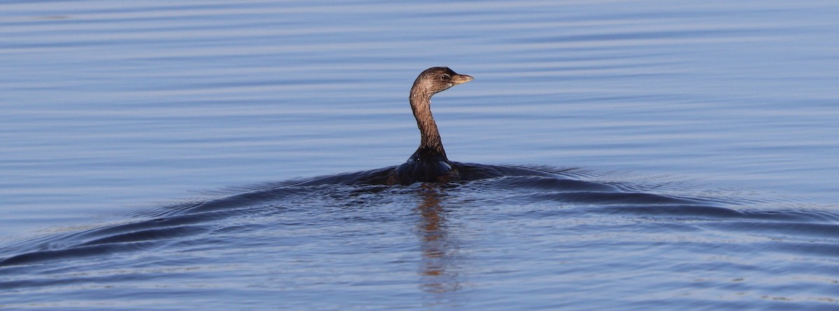 Pied-billed Grebe - ML645365306