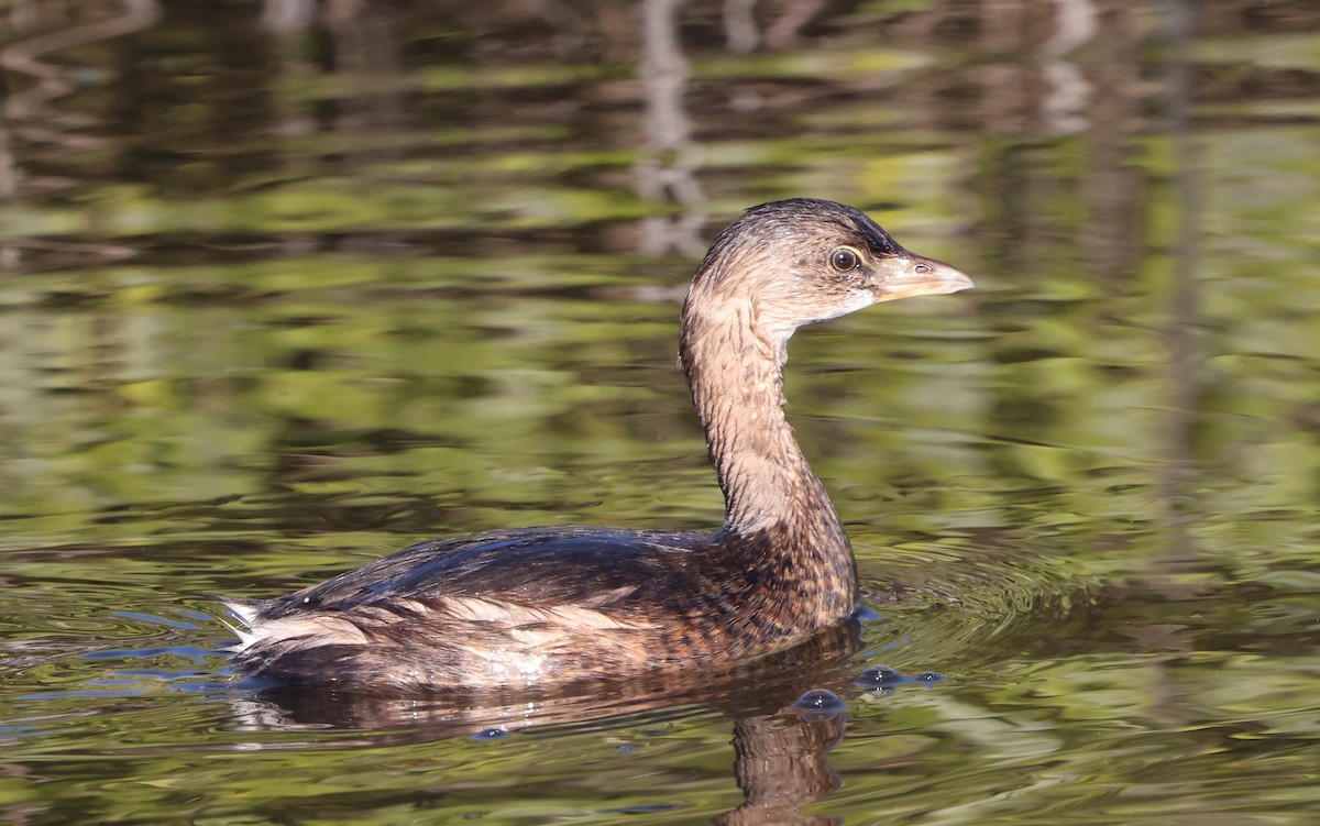 Pied-billed Grebe - ML645365307