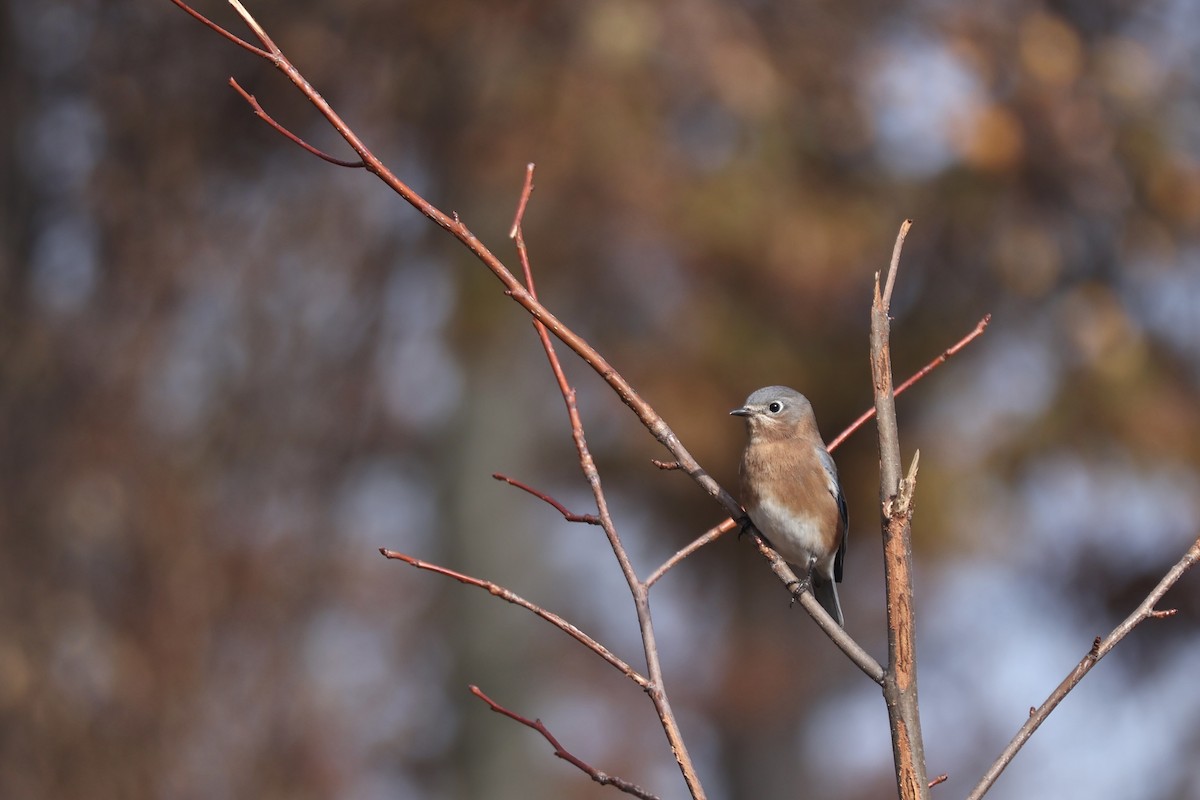 Eastern Bluebird - ML645365308