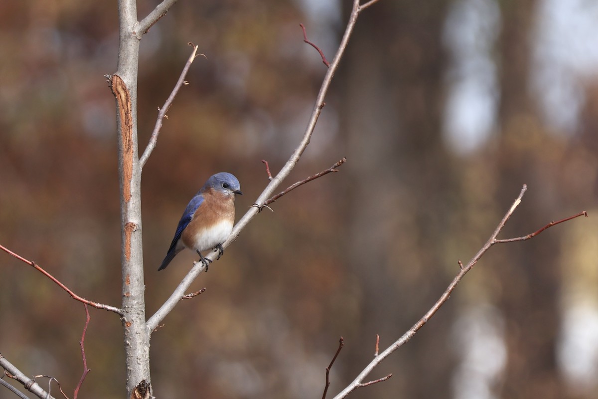 Eastern Bluebird - ML645365309
