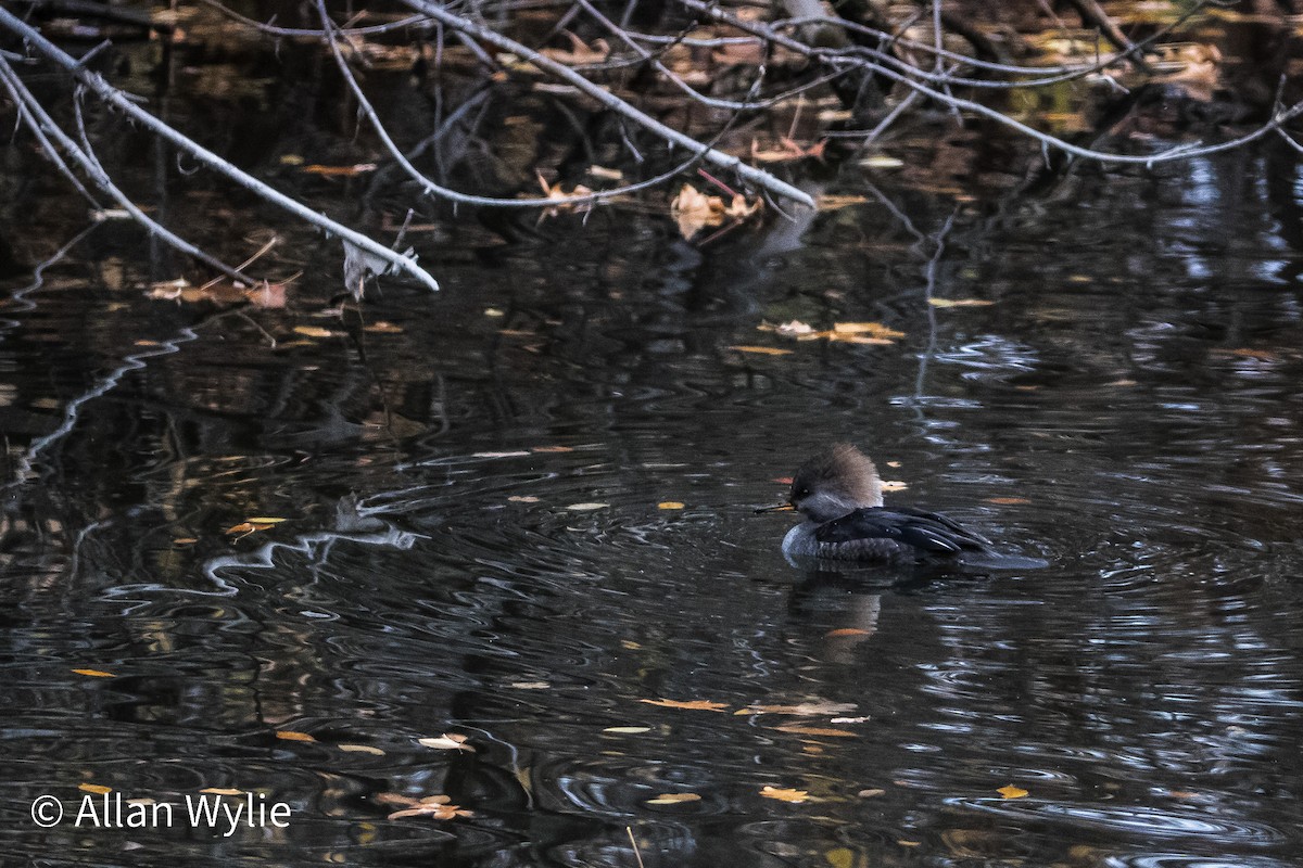 Hooded Merganser - ML645365314
