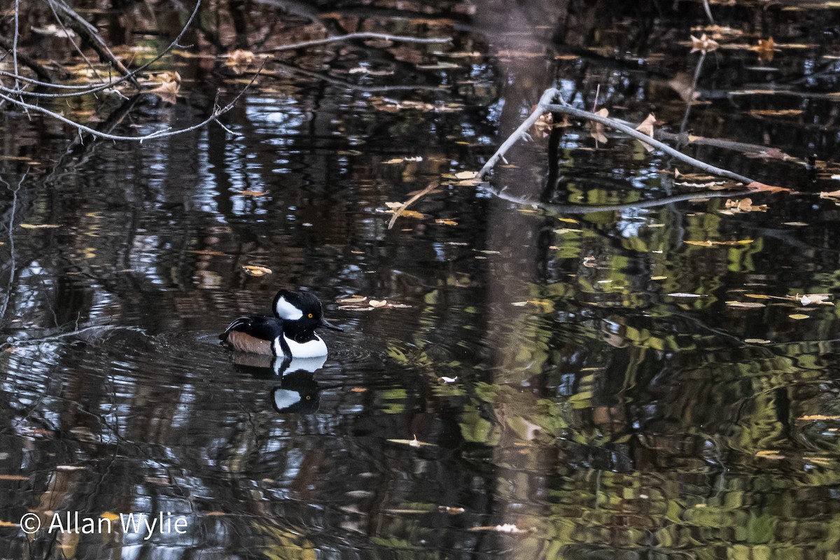 Hooded Merganser - ML645365315