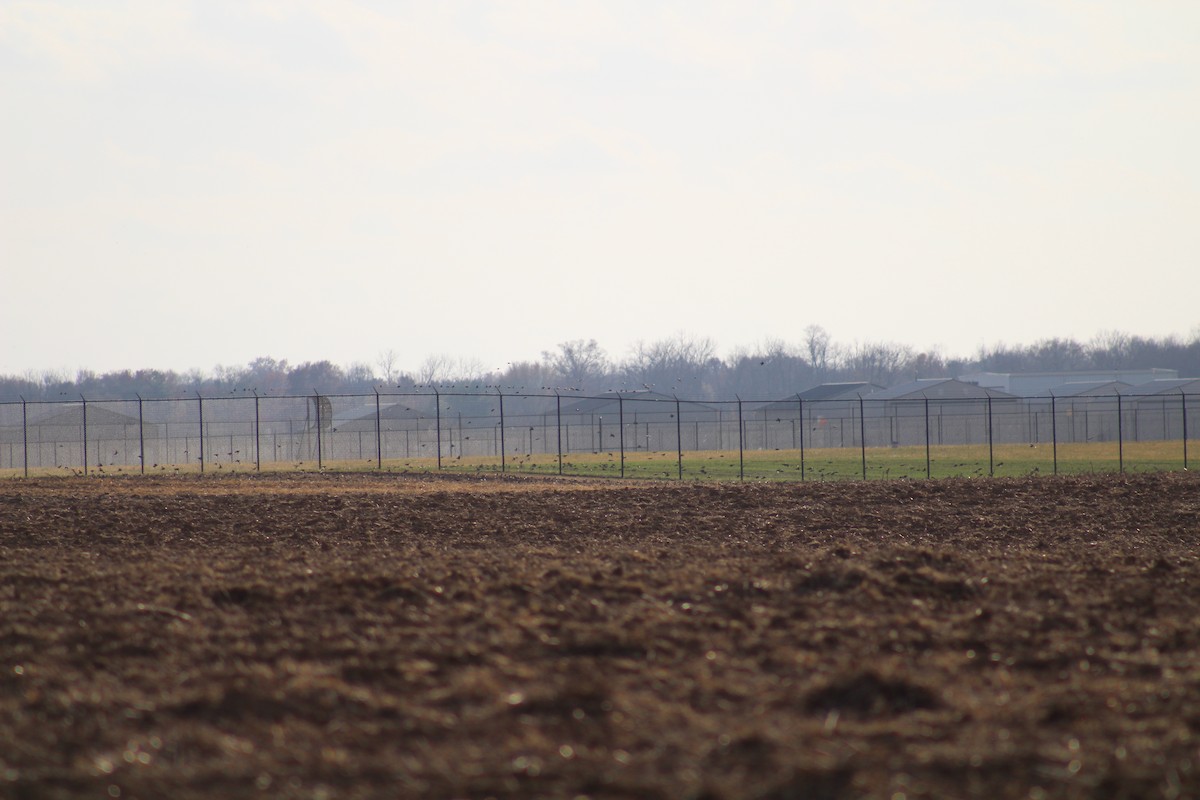 Шпак звичайний - ML645365316