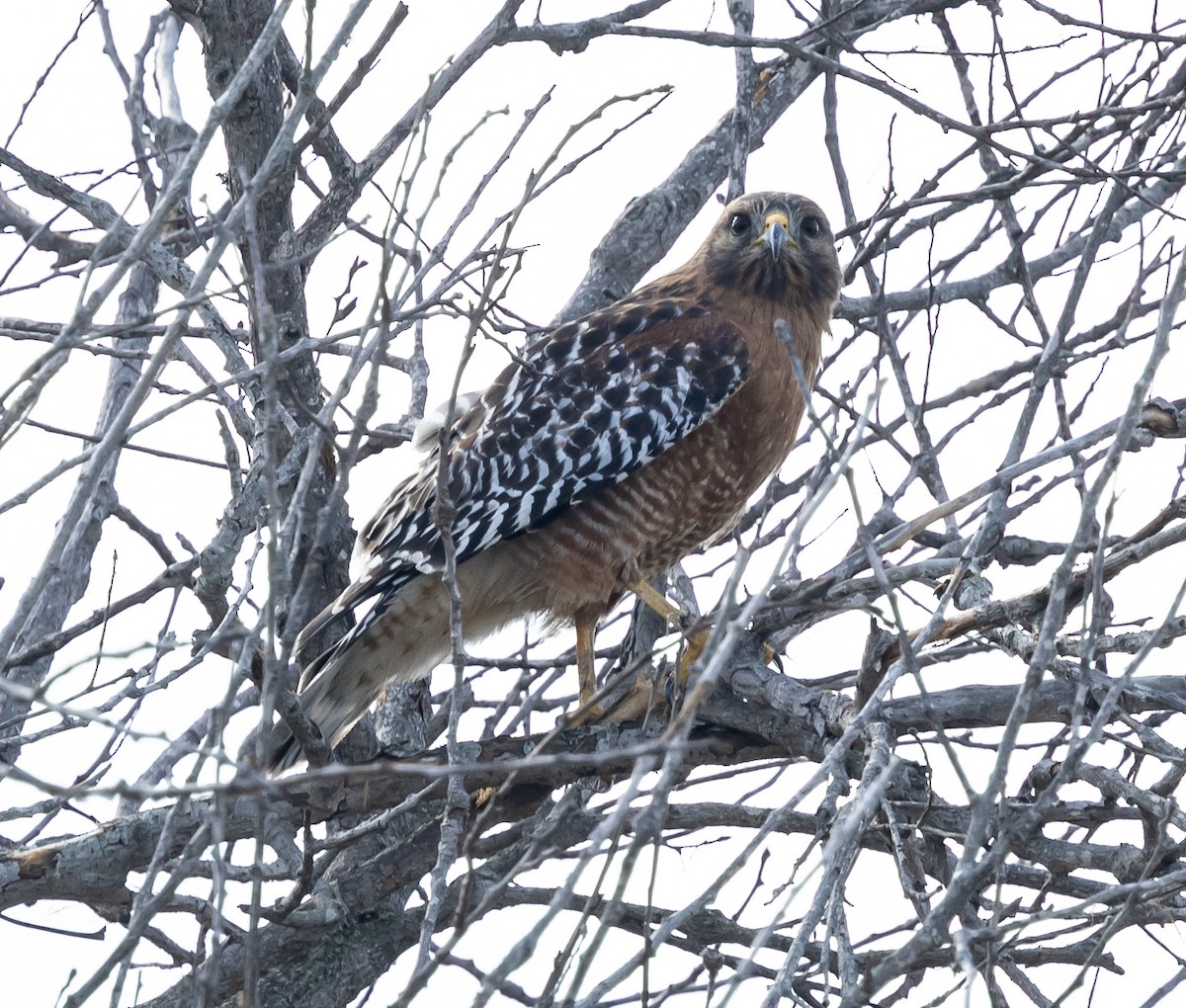 Red-shouldered Hawk - ML645365320