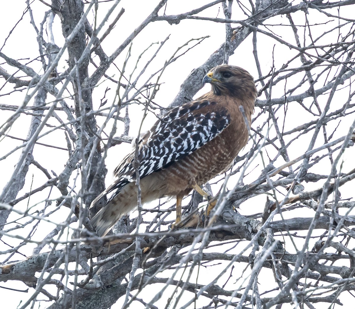 Red-shouldered Hawk - ML645365321