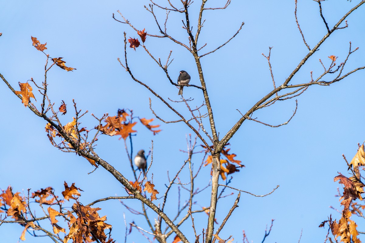 Kara Gözlü Junko - ML645365322