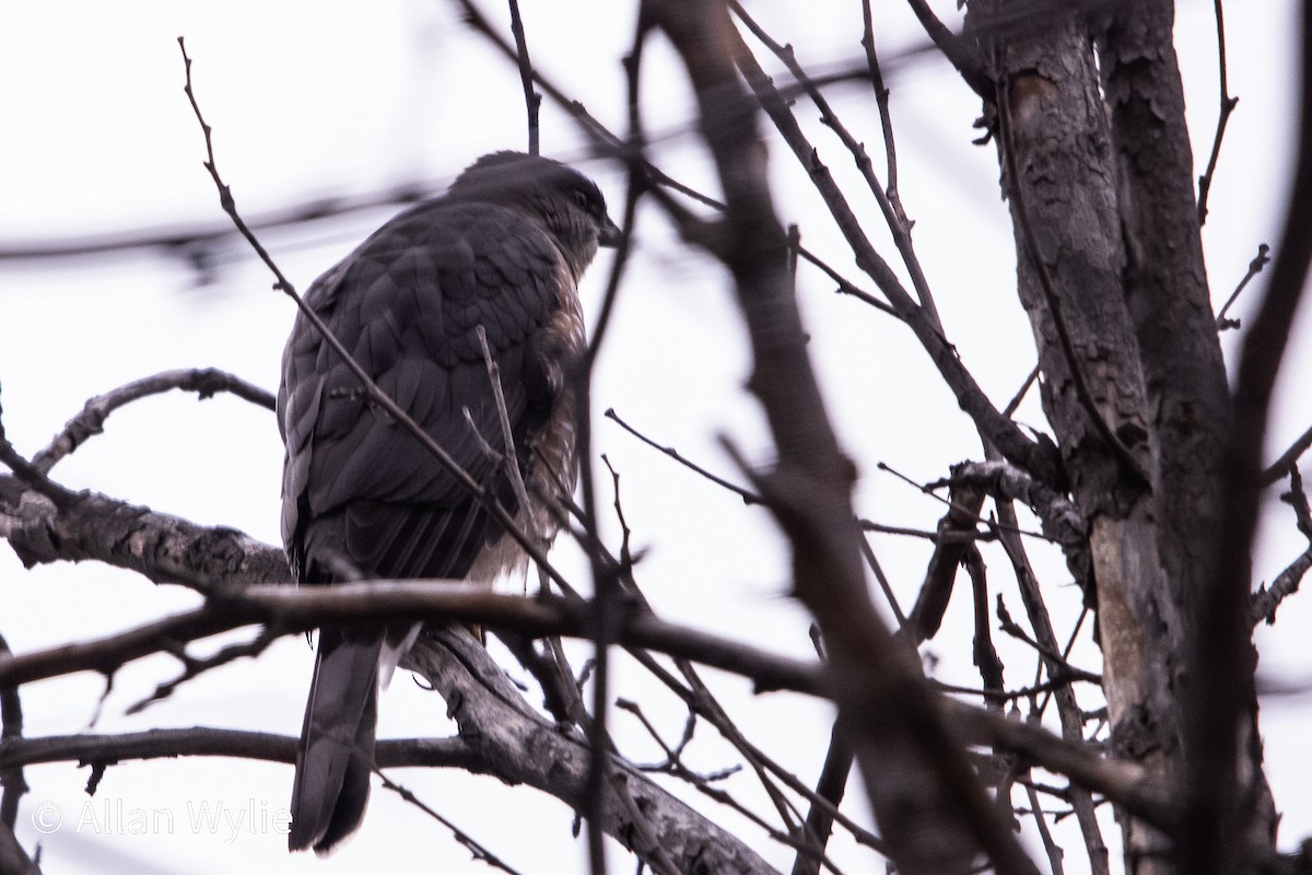 Cooper's Hawk - ML645365329