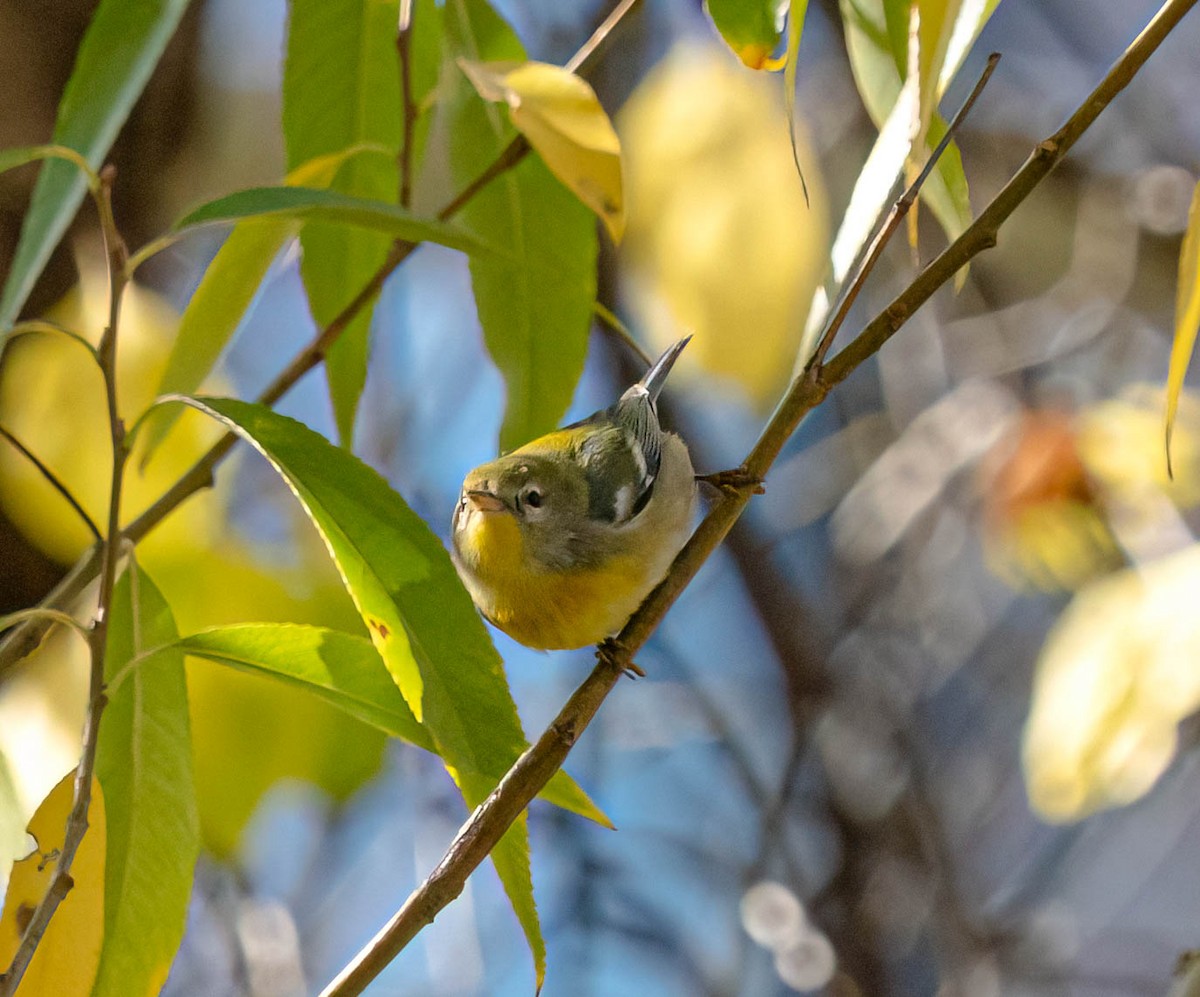 Northern Parula - ML645365337