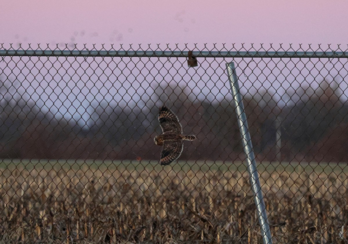 Short-eared Owl - ML645365338