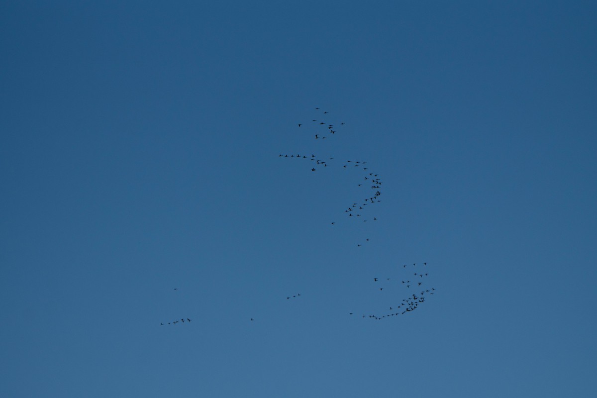 Smergo minore - ML645365340