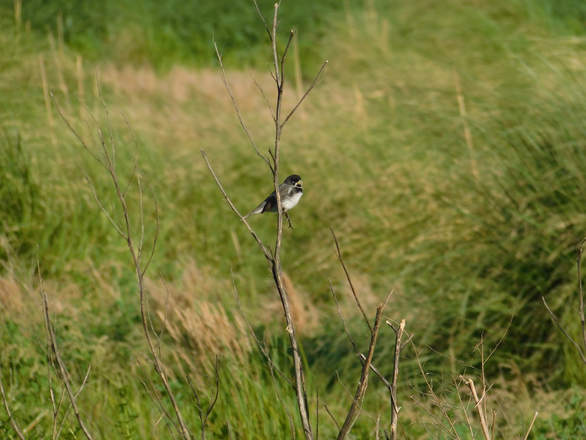 フタスジヒメウソ - ML645365344