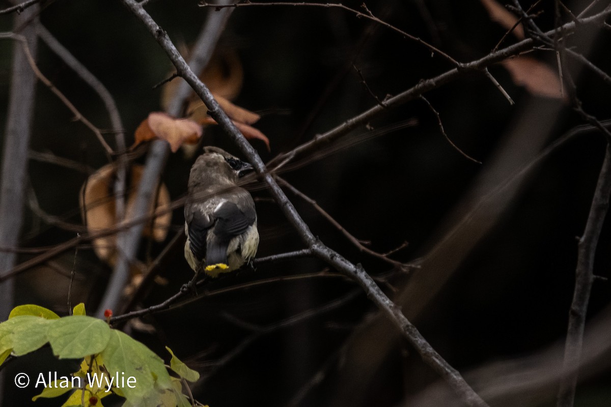 Cedar Waxwing - ML645365345