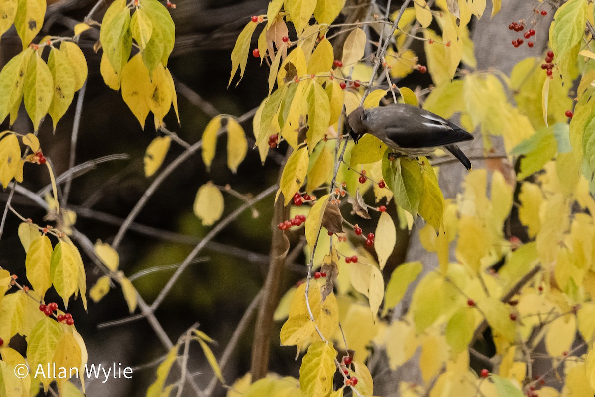 Cedar Waxwing - ML645365346