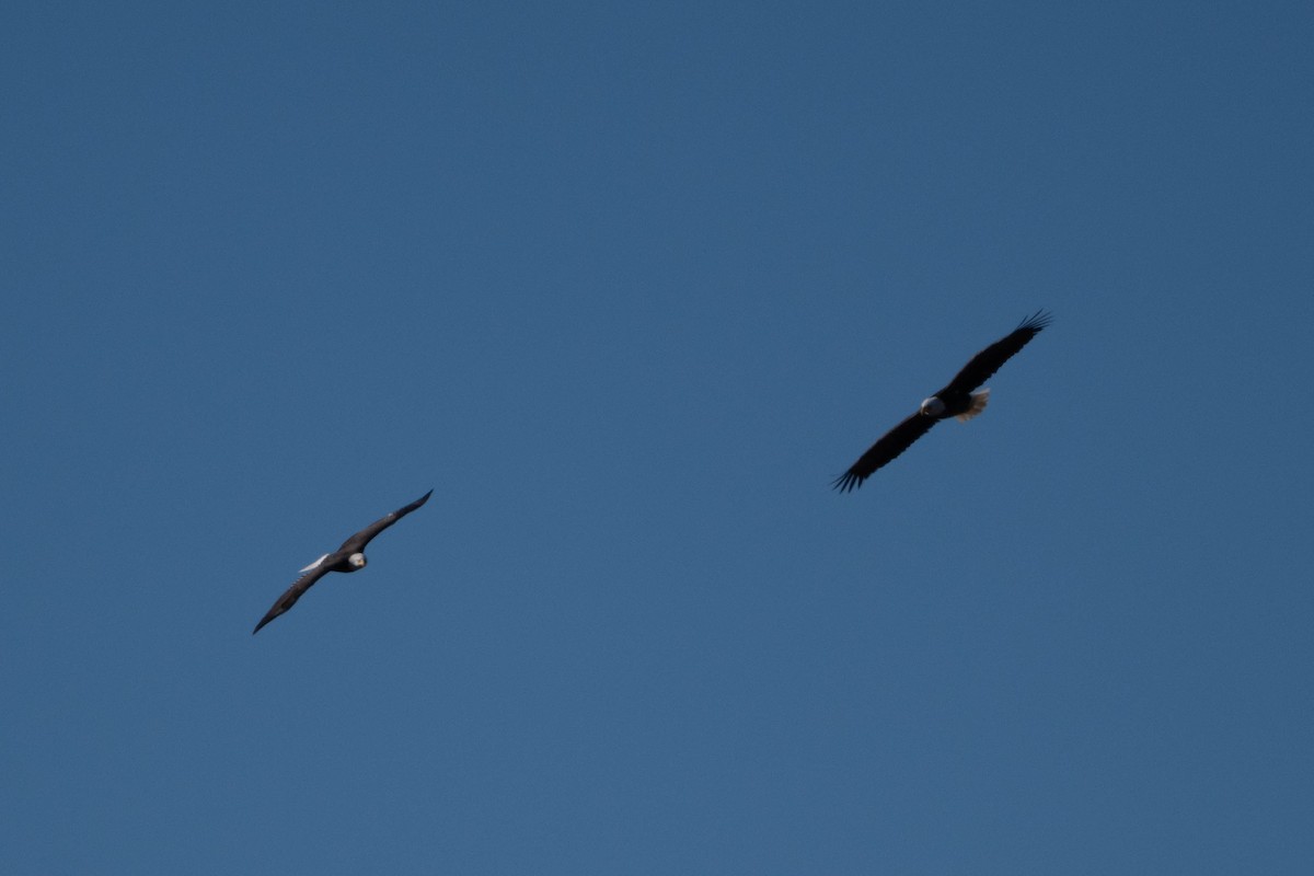 Bald Eagle - ML645365351