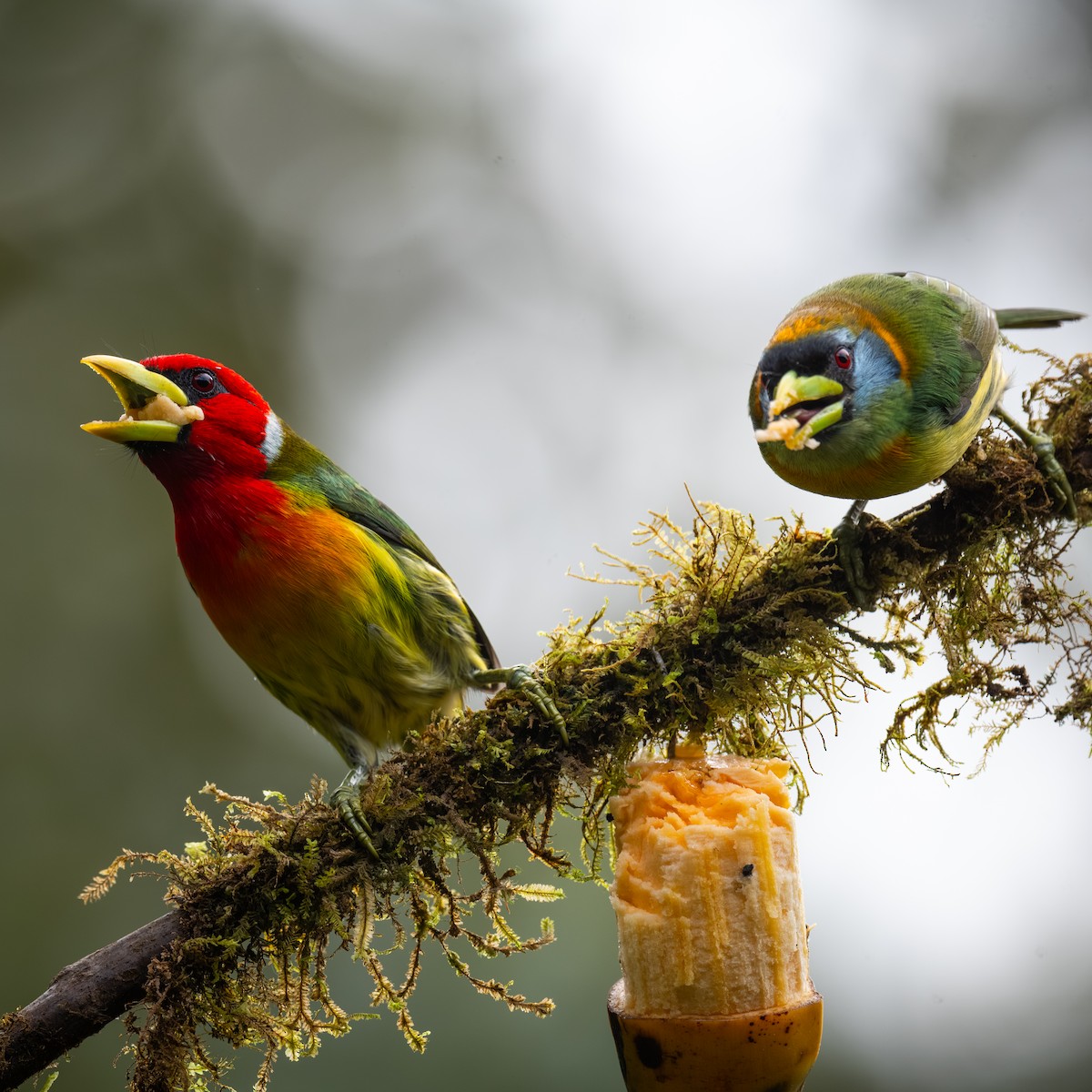 Red-headed Barbet - ML645365356