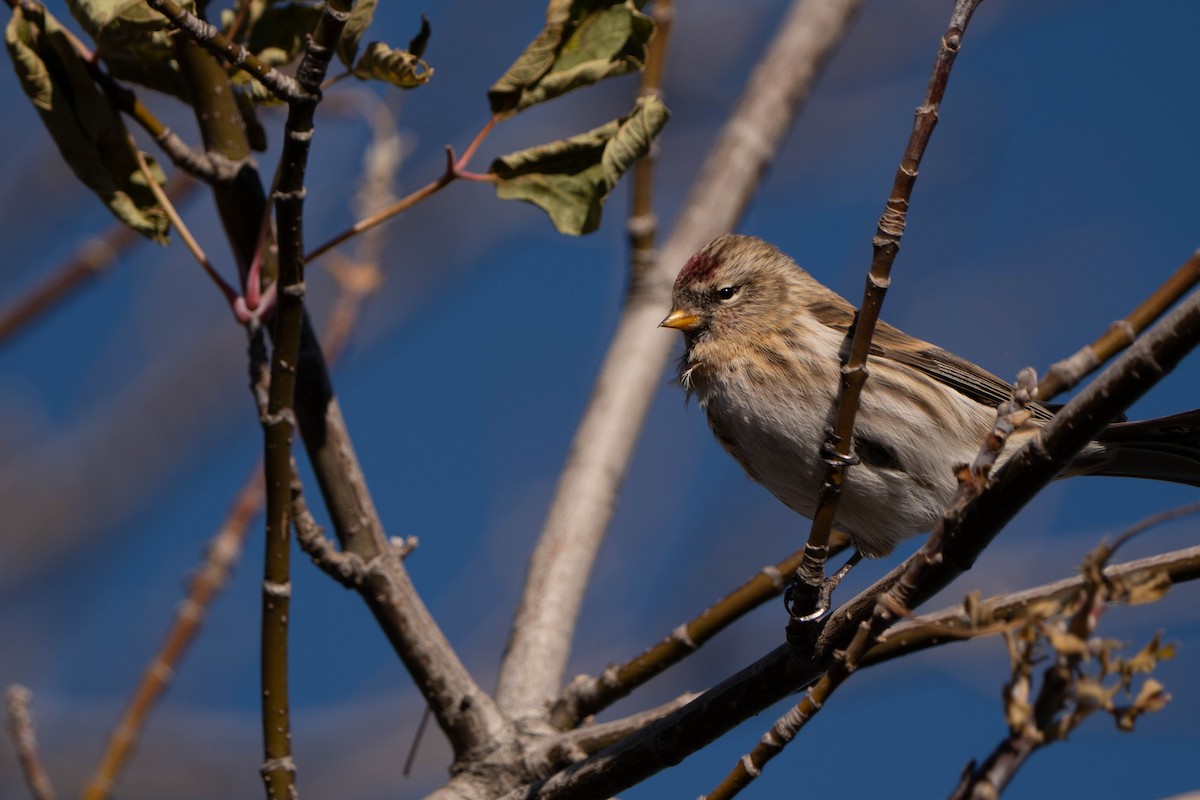 Organetto - ML645365358