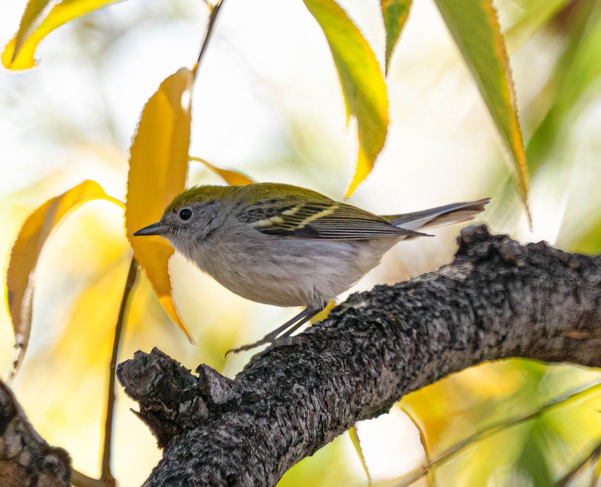lesňáček rezavoboký - ML645365361