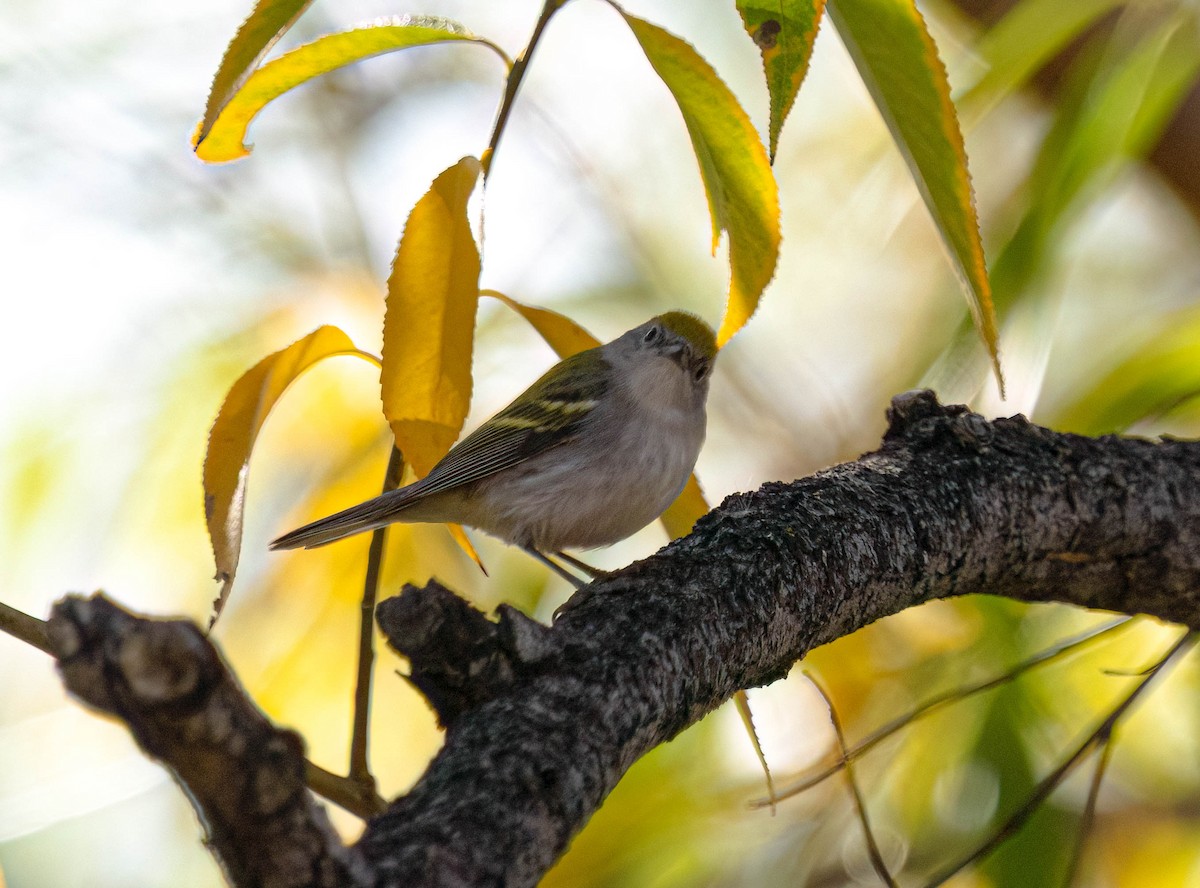 lesňáček rezavoboký - ML645365362