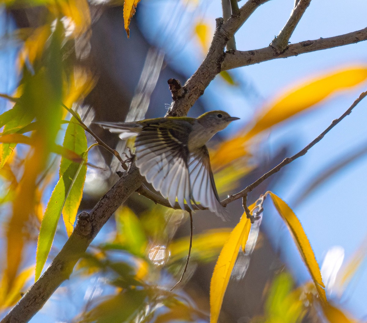 lesňáček rezavoboký - ML645365363