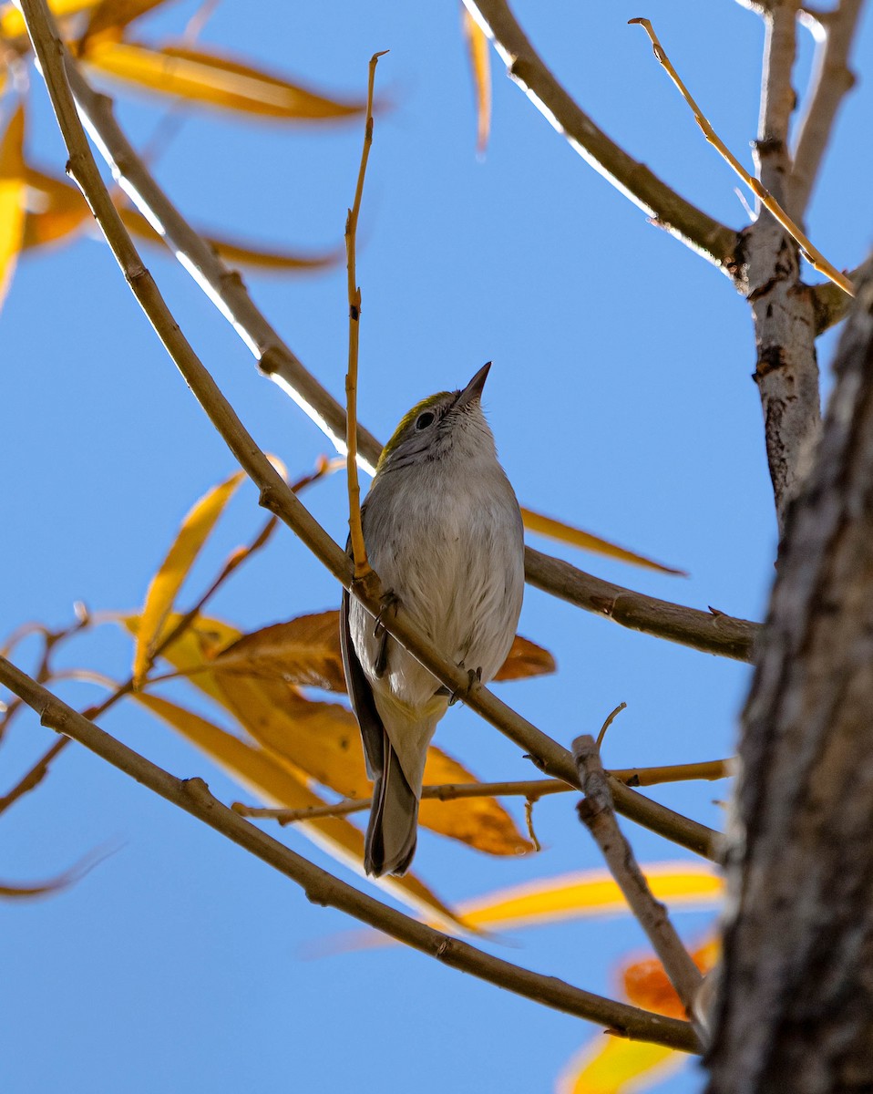 lesňáček rezavoboký - ML645365364