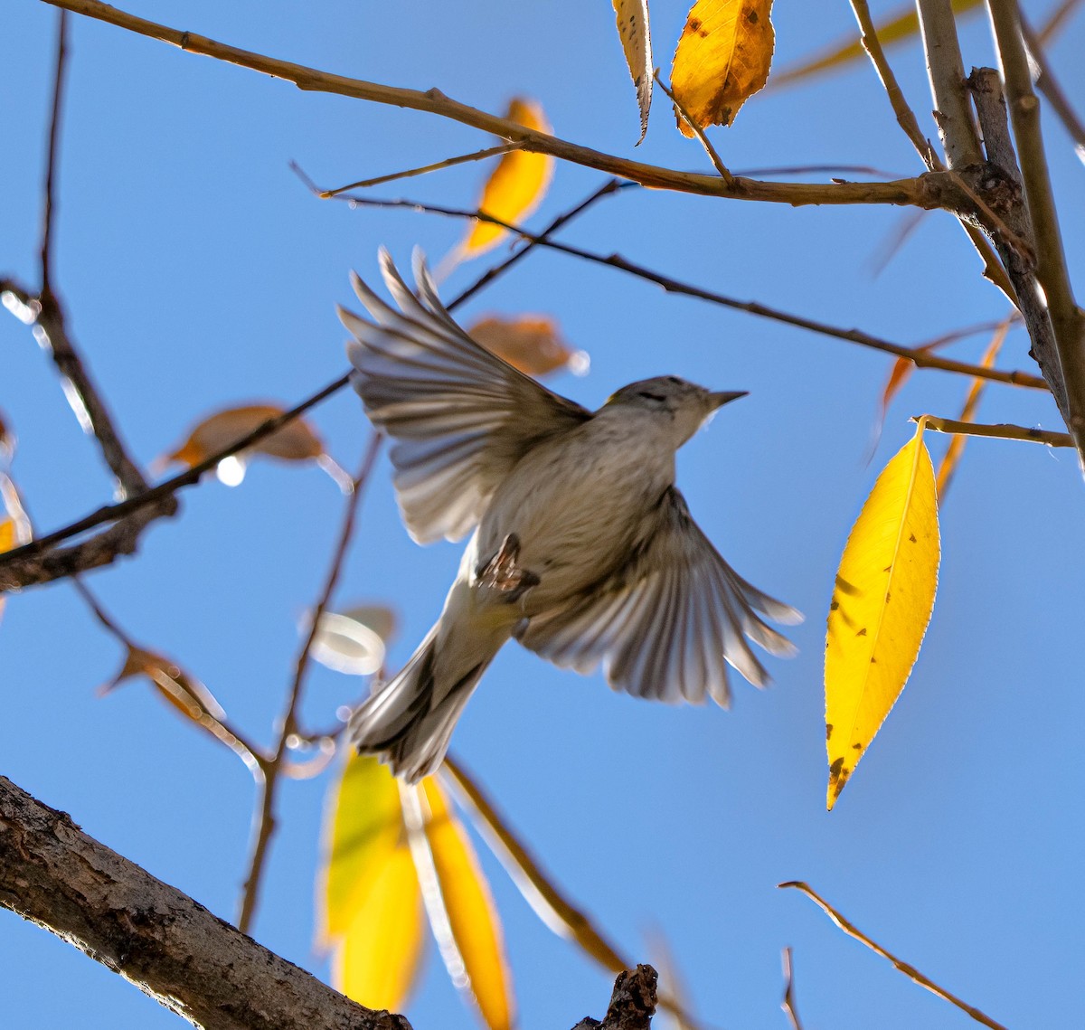 lesňáček rezavoboký - ML645365365