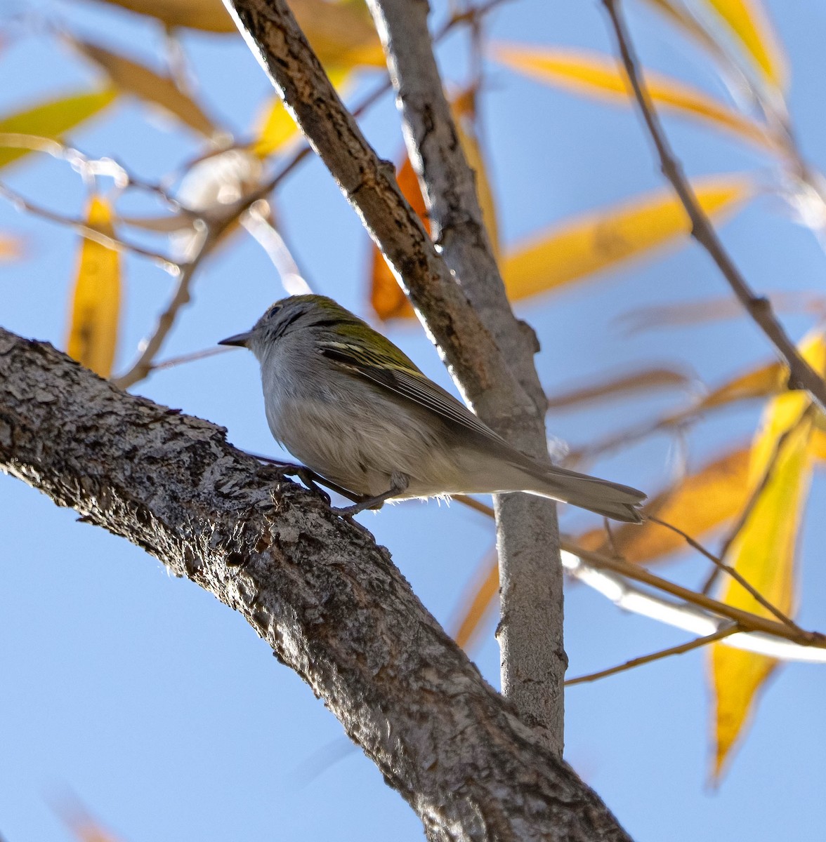 lesňáček rezavoboký - ML645365366