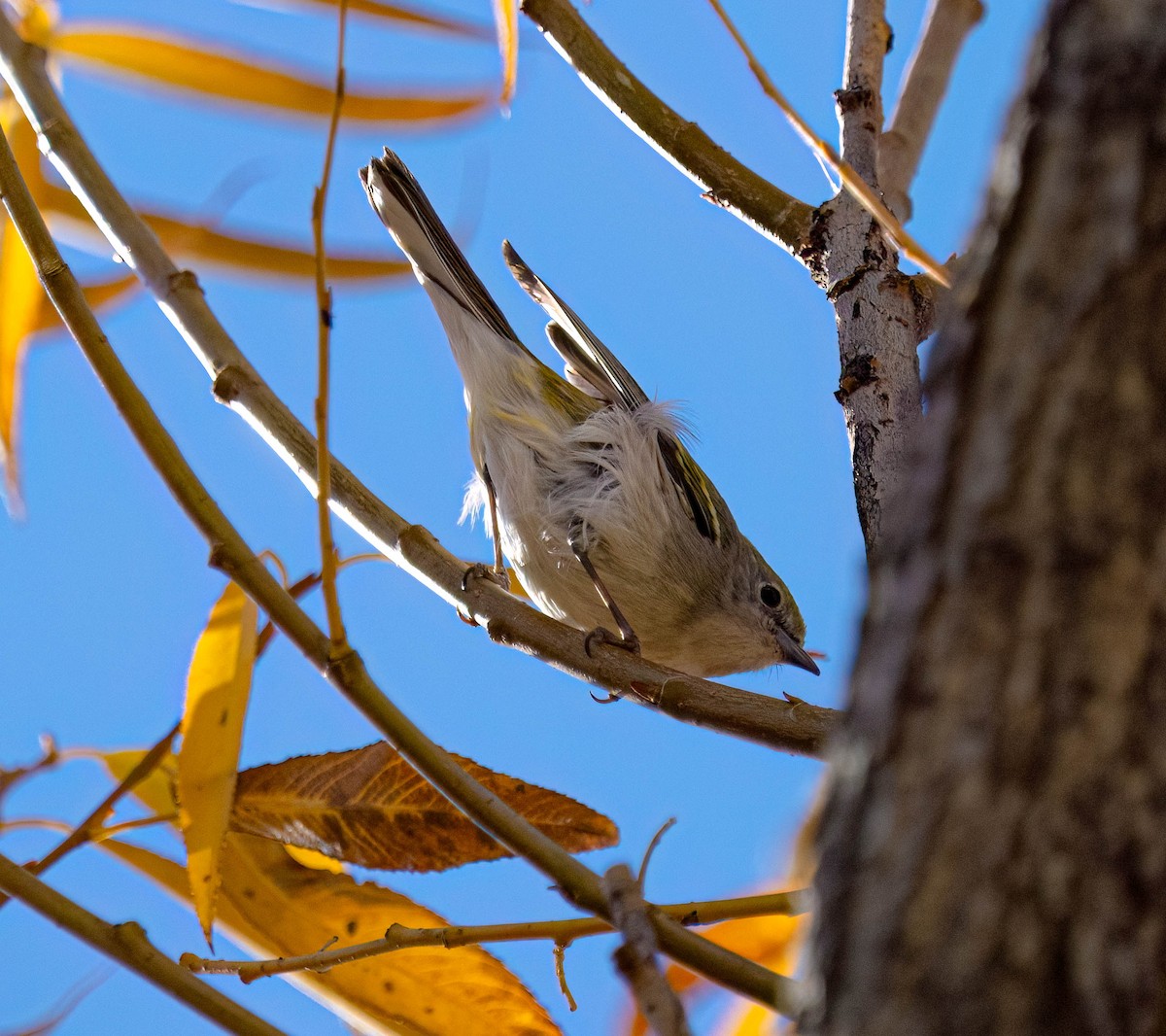 lesňáček rezavoboký - ML645365367