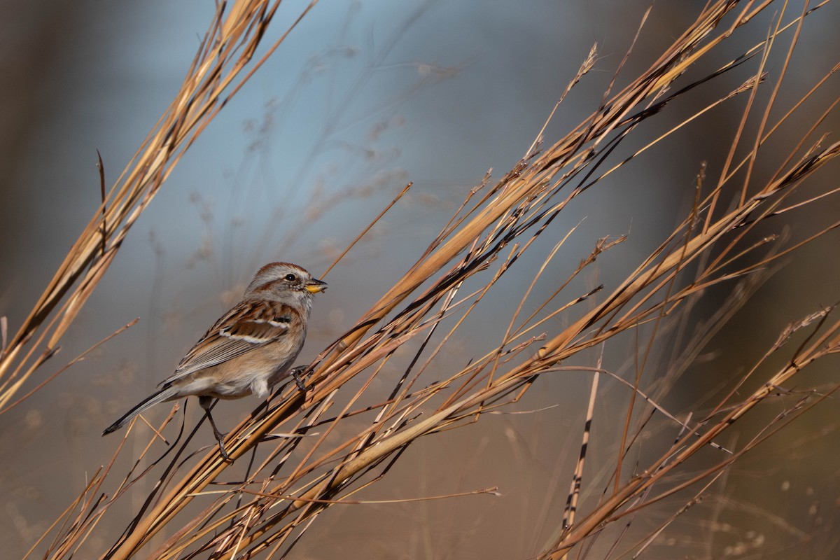 American Tree Sparrow - ML645365372