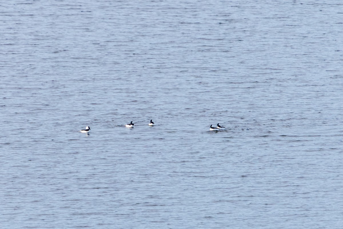 Ak Yanaklı Ördek - ML645365374