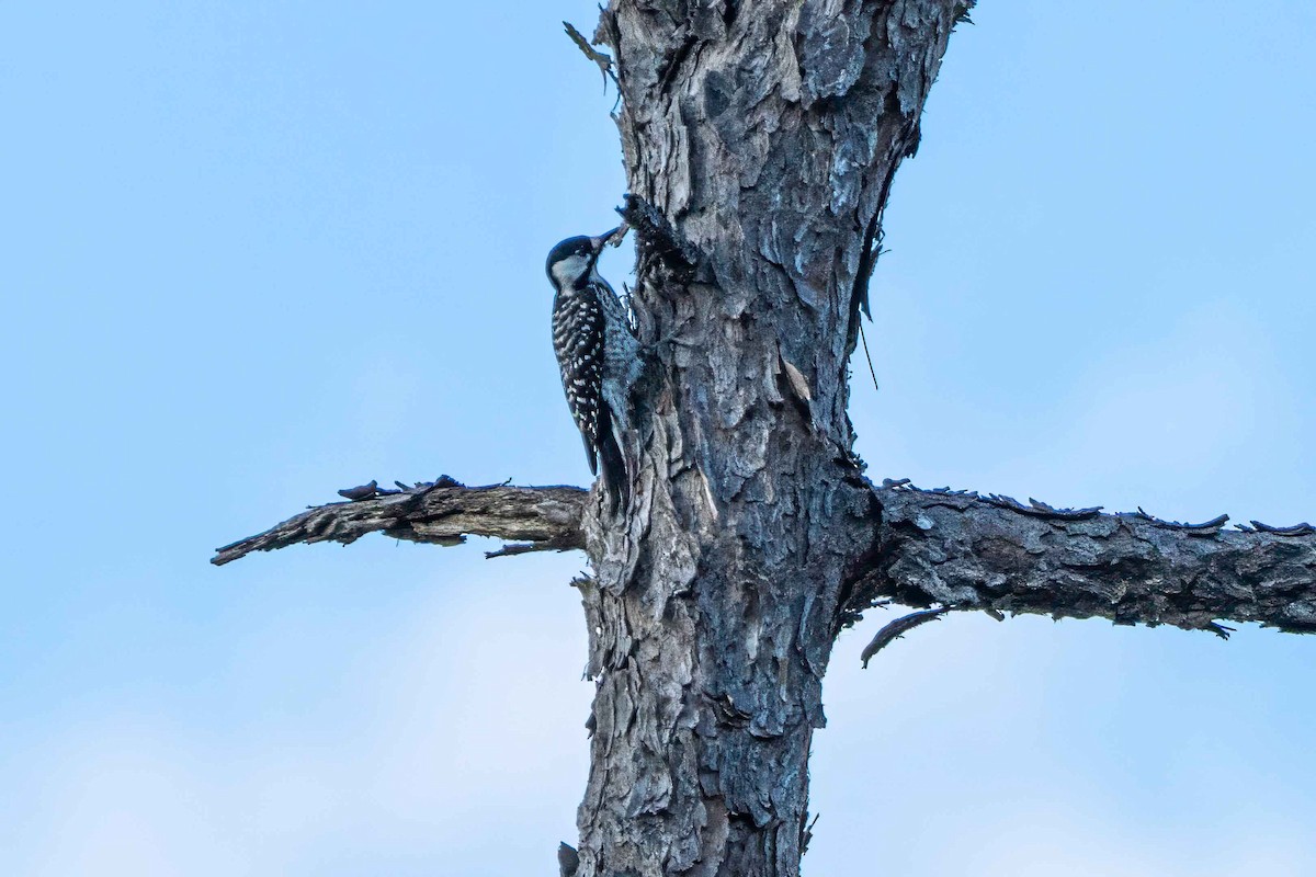 Red-cockaded Woodpecker - ML645365380