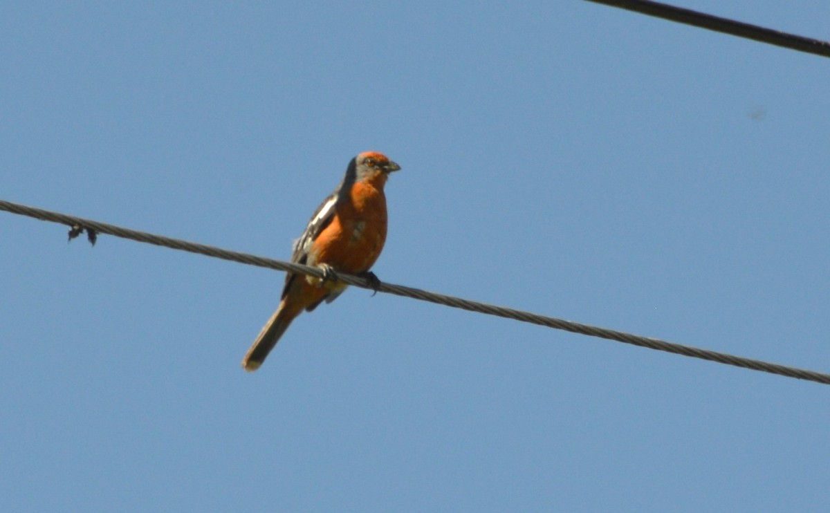 Рара червоновола - ML645365381