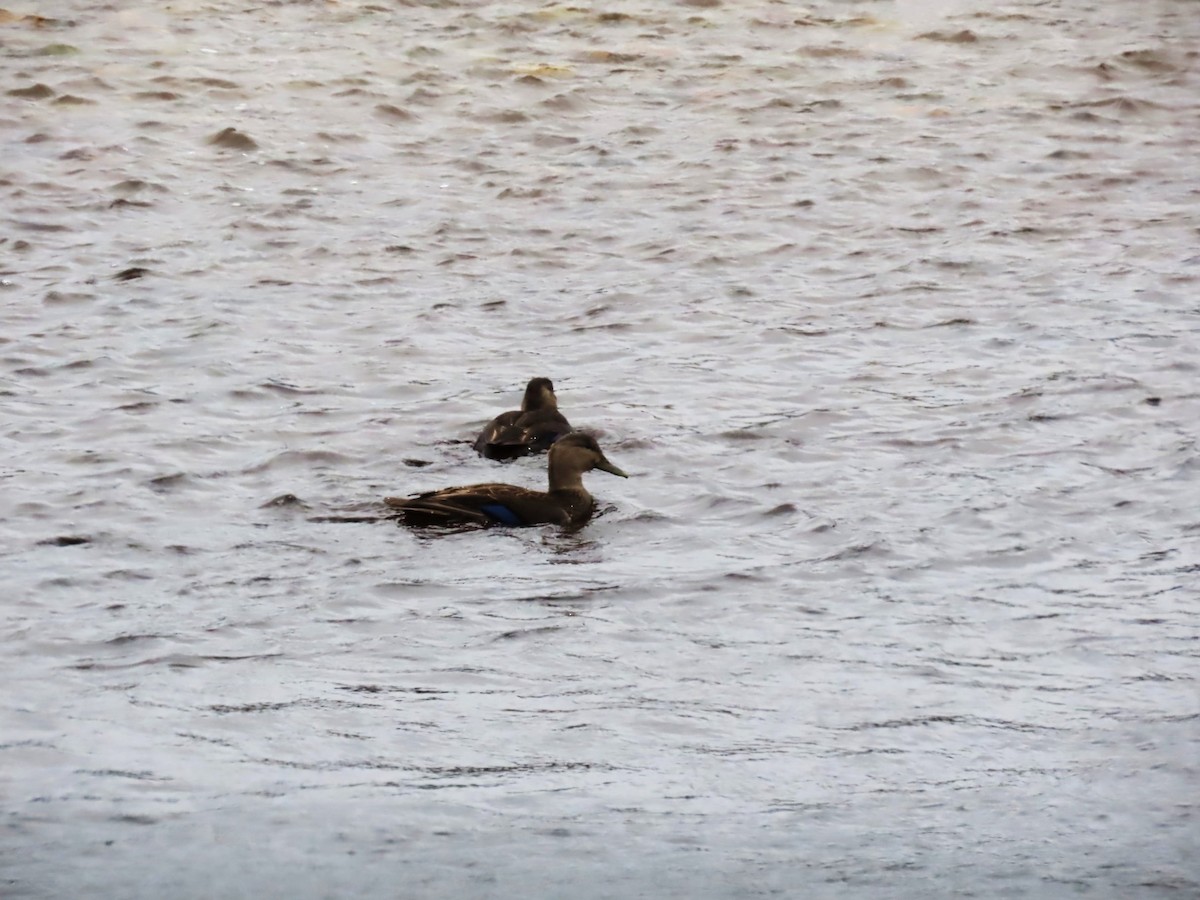 American Black Duck - ML645365391