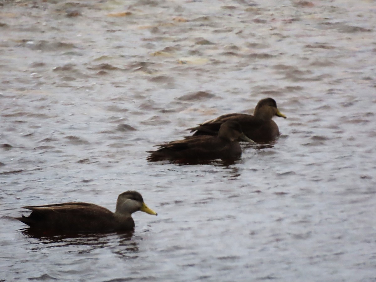 American Black Duck - ML645365392