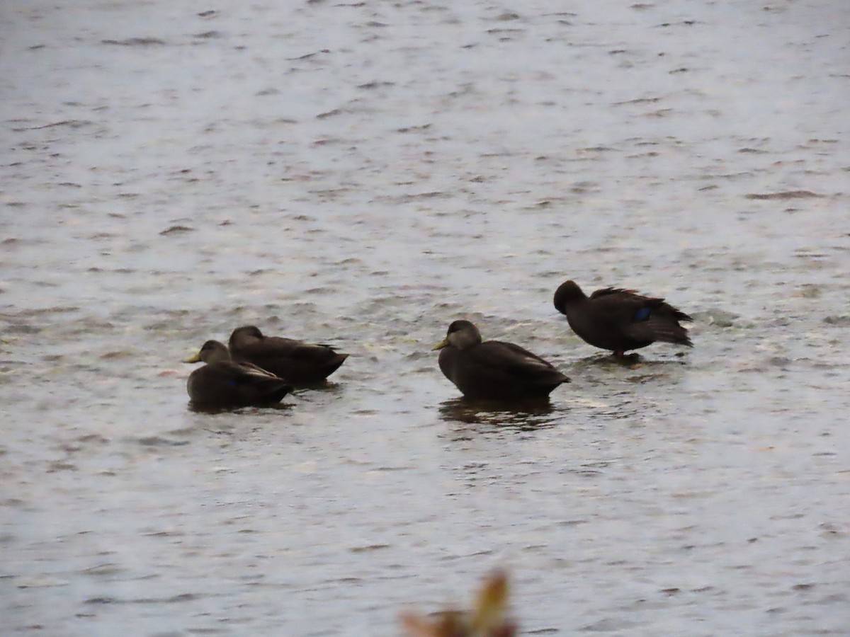 American Black Duck - ML645365393