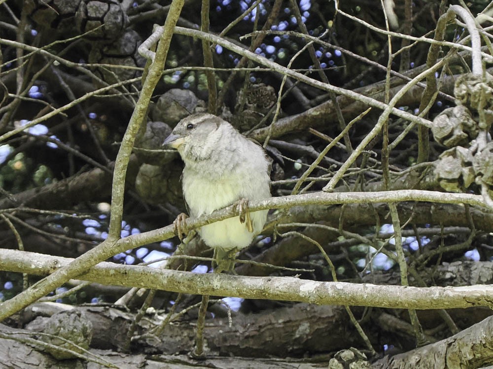 Gri Gerigon - ML645365403