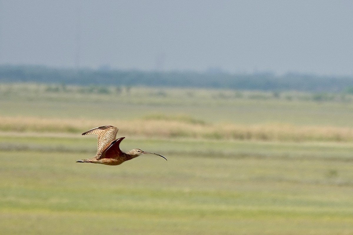 Uzun Gagalı Kervançulluğu - ML645365409