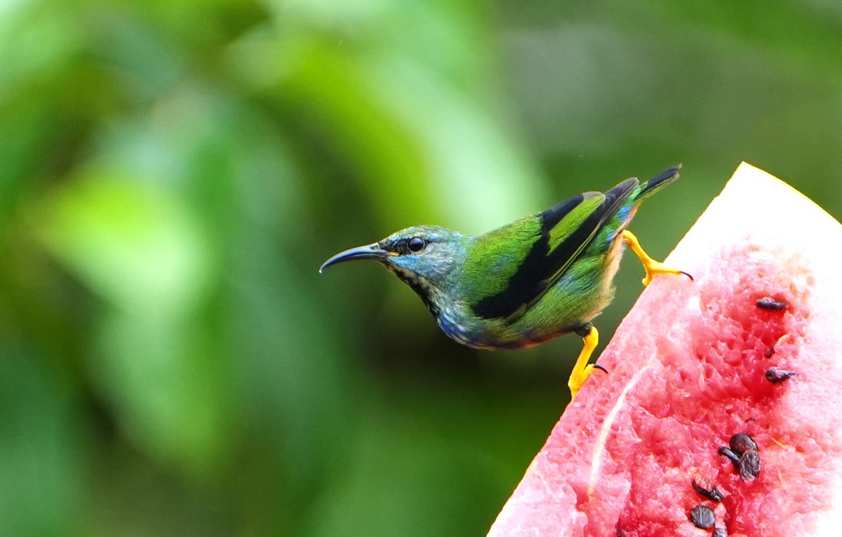 Işıldayan Balkuşu - ML645365410