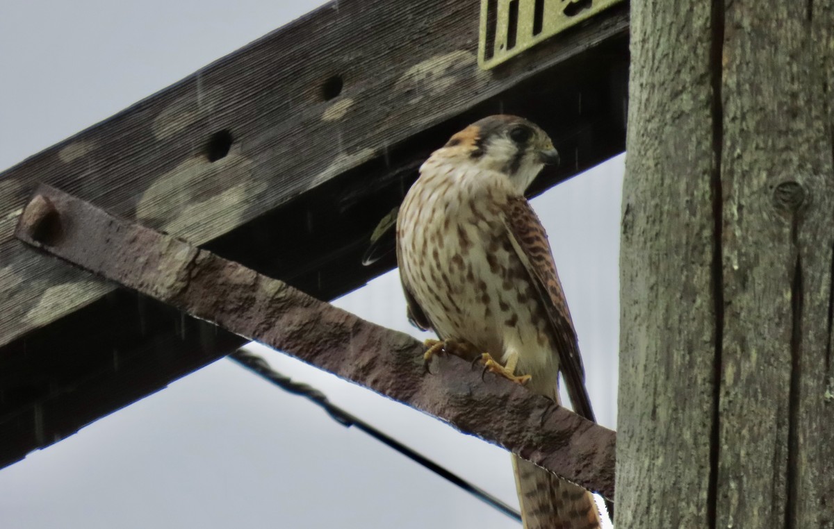 Ala Kerkenez - ML645365414