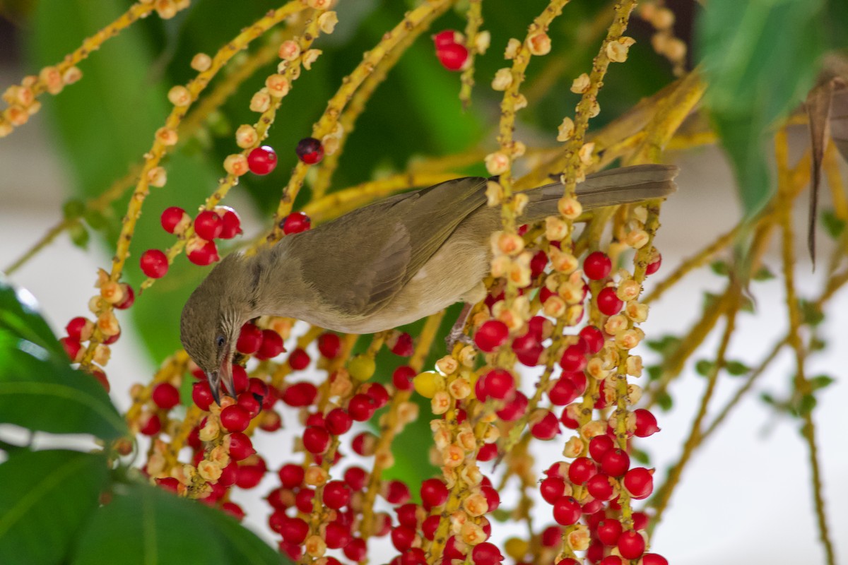 Conrad Arapbülbülü - ML645365416