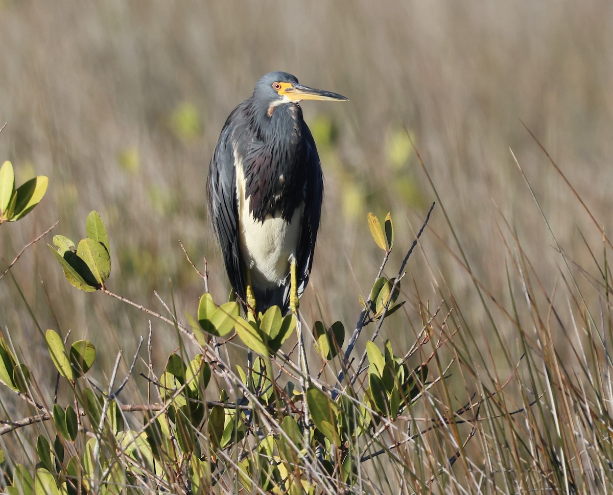 Üç Renkli Balıkçıl - ML645365417