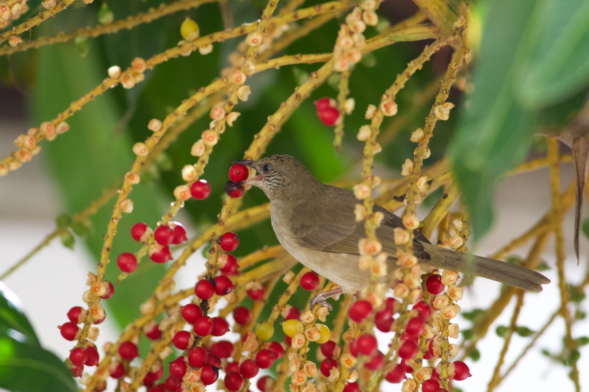 Conrad Arapbülbülü - ML645365418