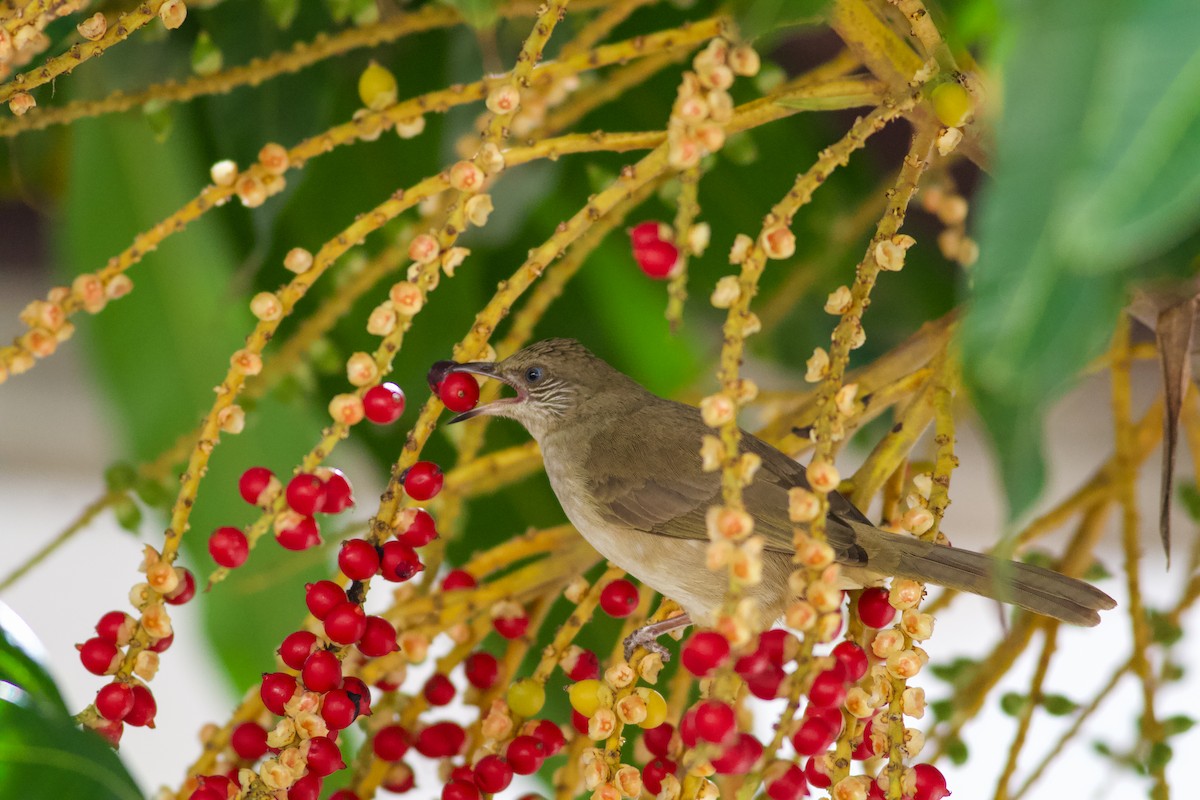 Conrad Arapbülbülü - ML645365419