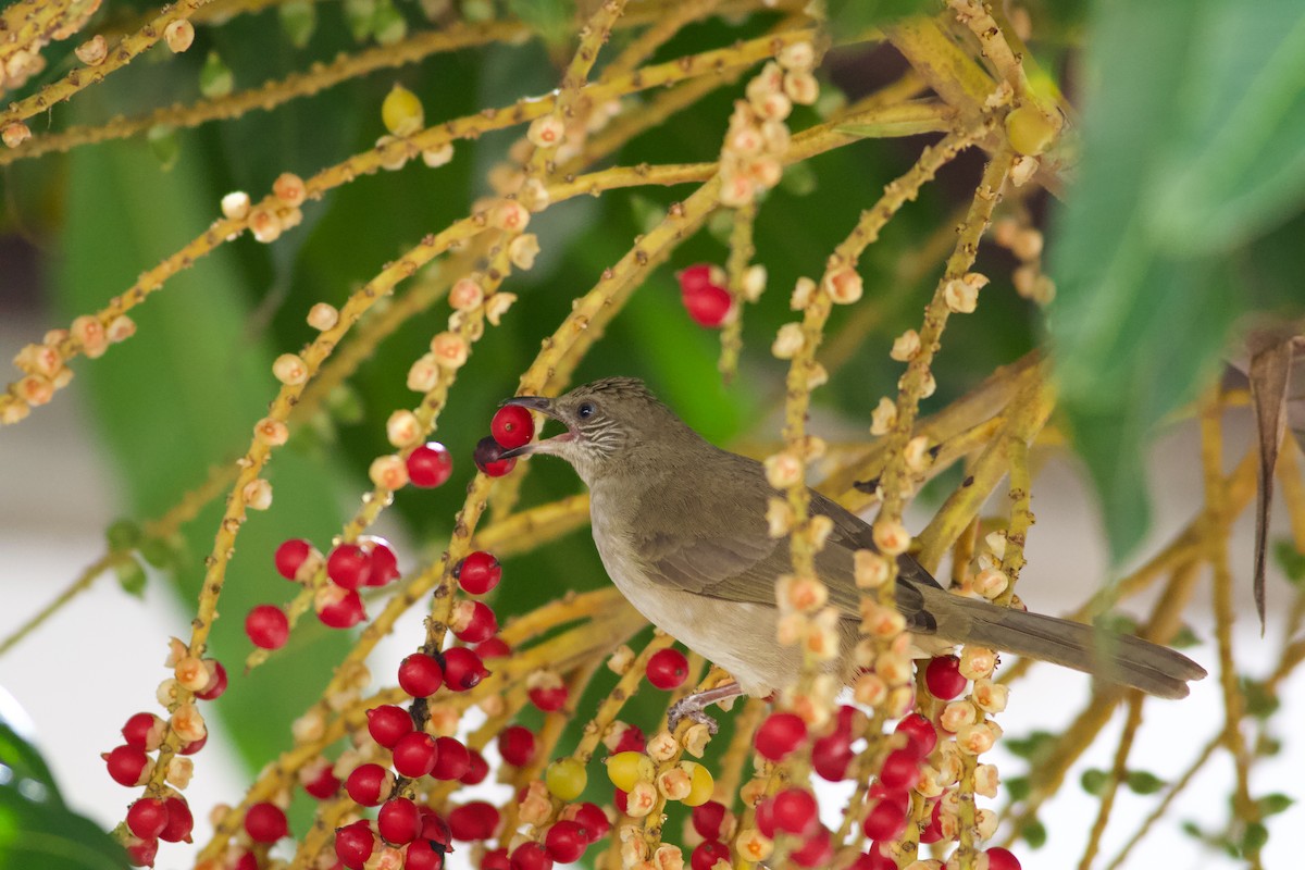 Conrad Arapbülbülü - ML645365420