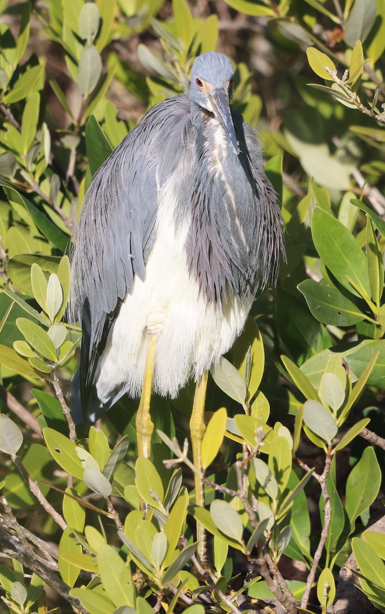 Üç Renkli Balıkçıl - ML645365421