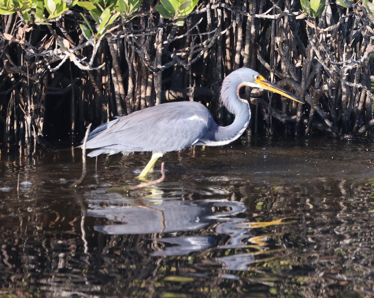 Üç Renkli Balıkçıl - ML645365422