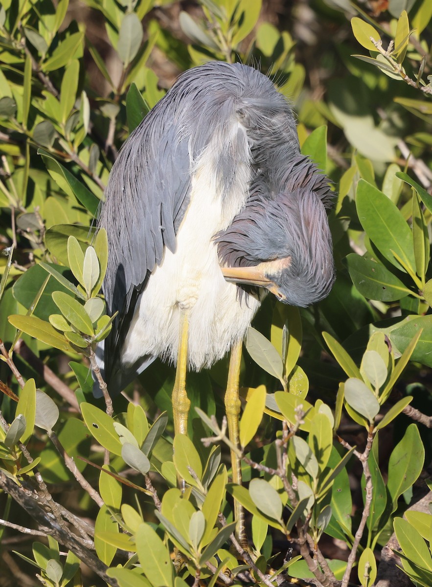 Üç Renkli Balıkçıl - ML645365423