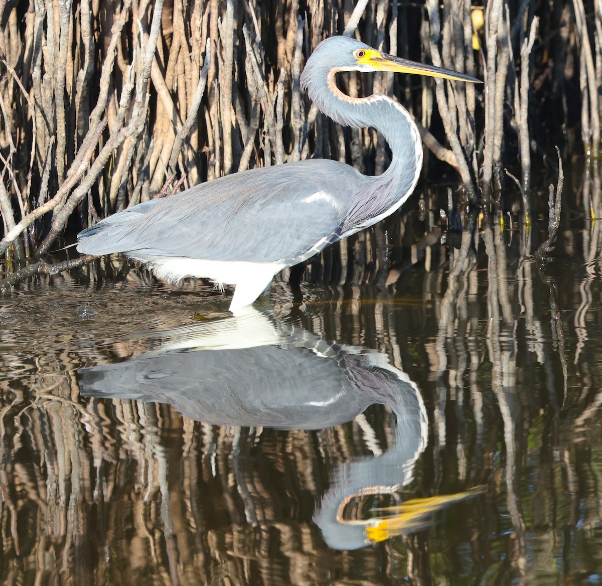 Üç Renkli Balıkçıl - ML645365424