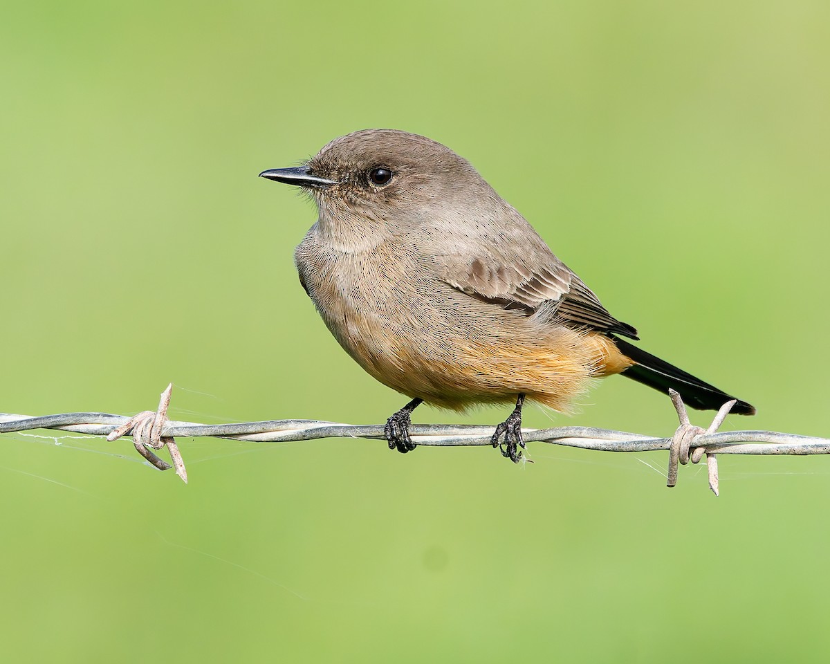 Say Fibisi - ML645365427