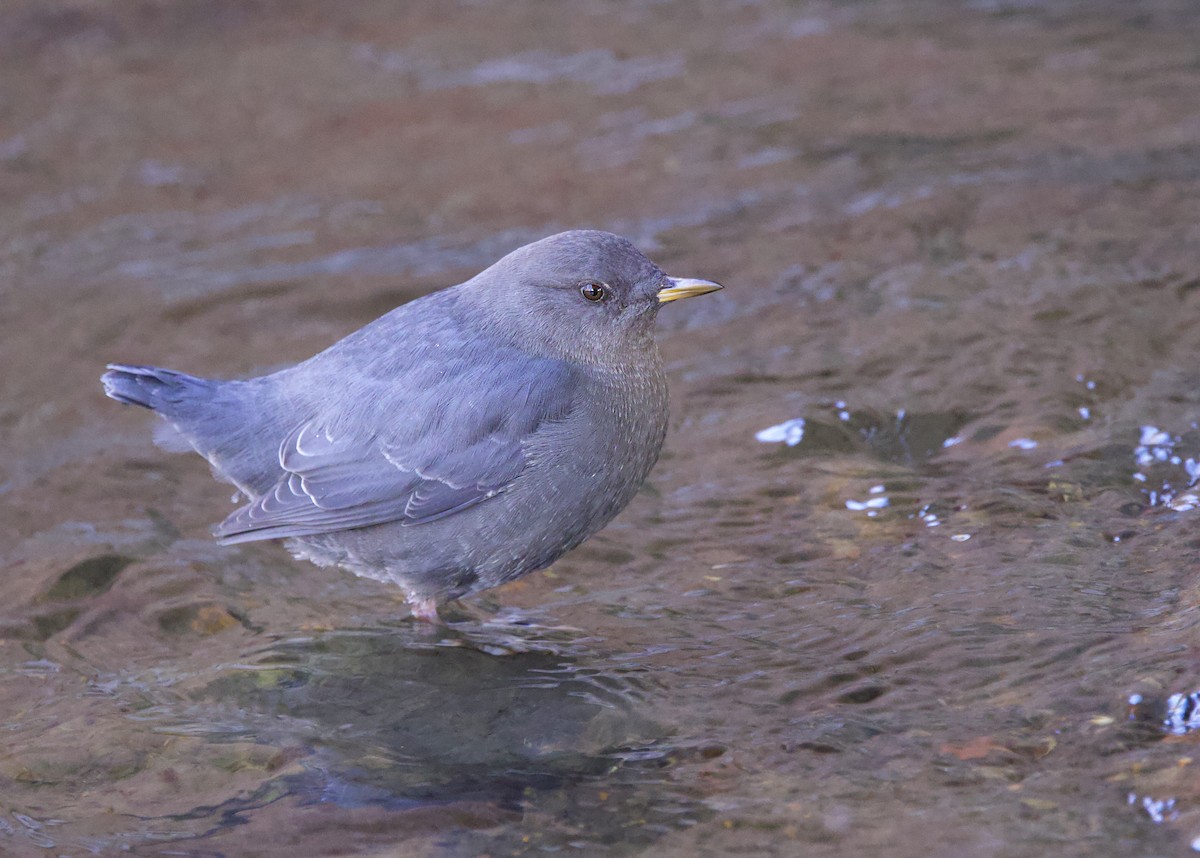 Amerika Derekuşu - ML645365428